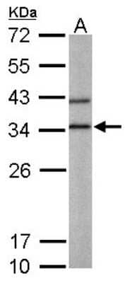 Western Blot: BPNT1 Antibody [NBP1-32152] - Sample (50 ug of whole cell lysate) A: Mouse liver 12% SDS PAGE; antibody diluted at 1:1000.