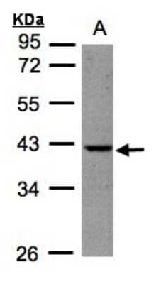 Western Blot: BPNT1 Antibody [NBP1-32152] - Sample (30ug whole cell lysate)A:HeLa S3 10% SDS PAGE, antibody diluted at 1:500.