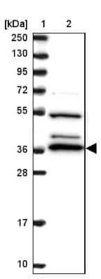 Western Blot: BPNT1 Antibody [NBP2-14359] - Lane 1: Marker  [kDa] 250, 130, 95, 72, 55, 36, 28, 17, 10.  Lane 2: Human cell line RT-4