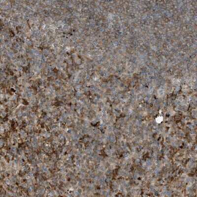 Immunohistochemistry-Paraffin: BPOZ Antibody [NBP1-89944] - Staining of human spleen shows strong cytoplasmic positivity in cells in red pulp