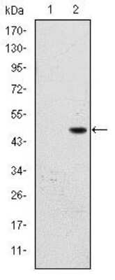 Western Blot: BPTF/FALZ Antibody (2F10) [NBP2-37608] - Western blot analysis using BPTF mAb against HEK293 (1) and BPTF (AA: 503-670)-hIgGFc transfected HEK293 (2) cell lysate.