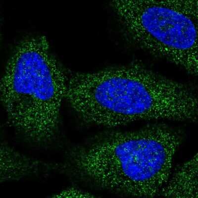 Immunocytochemistry/Immunofluorescence: BRAP Antibody [NBP2-58110] - Staining of human cell line U-2 OS shows localization to cytosol.