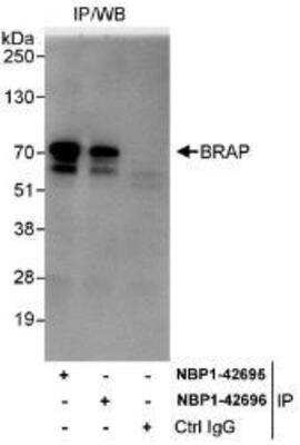 Immunoprecipitation: BRAP Antibody [NBP1-42695] - Whole cell lysate (1 mg for IP, 20% of IP loaded) from HeLa cells. Affinity purified rabbit anti-BRAP antibody used for IP at 3 mcg/mg lysate. BRAP was also immunoprecipitated by rabbit anti-BRAP antibody NBP1-42696, which recognizes a downstream epitope.