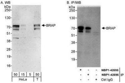 Western Blot: BRAP Antibody [NBP1-42696] - Whole cell lysate from HeLa (5, 15 and 50 mcg for WB; 1 mg for IP, 20% of IP loaded) and 293T (T; 50 mcg) cells.  Antibodies: Affinity purified rabbit anti-BRAP antibody  used for WB at 0.1 mcg/ml (A) and 1 mcg/ml (B) and used for IP at 3 mcg/mg lysate.  BRAP was also immunoprecipitated by rabbit anti-BRAP antibody NBP1-42695, which recognizes an upstream epitope.