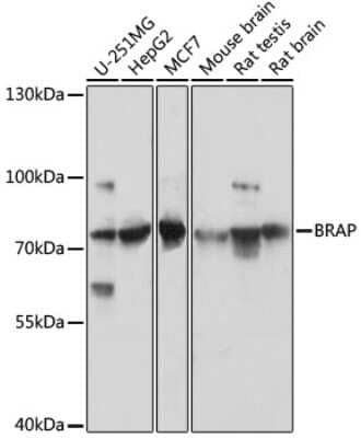 Western Blot: BRAP Antibody [NBP2-92871] - Analysis of extracts of various cell lines, using BRAP at 1:3000 dilution.Secondary antibody: HRP Goat Anti-Rabbit IgG (H+L) at 1:10000 dilution.Lysates/proteins: 25ug per lane.Blocking buffer: 3% nonfat dry milk in TBST.Detection: ECL Basic Kit .Exposure time: 10s.