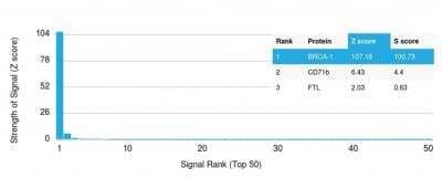 Protein Array: BRCA1 Antibody (BRCA1/1472) - Azide and BSA Free [NBP2-54337] - Protein Array containing more than 19,000 full-length human proteins using BRCA-1 antibody (BRCA1/1472). The Z-score represents the strength of a signal that a monoclonal antibody, mAb, (in combination with a fluorescently-tagged anti-IgG secondary antibody) produces when binding to a particular protein. Z-scores are  in units of standard deviations (SD's) above the mean value of all signals generated on that array. If targets are arranged in descending order of the Z-score, the S-score is the difference between the Z-score. S-score therefore represents the relative target specificity of a mAb to its intended target. A mAb is considered specific to its intended target, if the mAb has an S-score of at least 2.5. For example, if a Monoclonal Antibody binds to protein X with a Z-score of 43 and to protein Y with a Z-score of 14, then the S-score for the binding of that mAb to protein X is equal to 29.