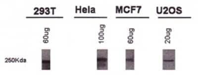 Western Blot: BRCA1 Antibody (KEN) - Azide and BSA Free [NBP2-80601] - Detection of BRCA1. Image from the standard format of this antibody.