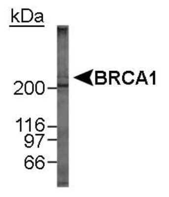 Western Blot: BRCA1 Antibody (MU) - Azide and BSA Free [NBP2-80602] - Detection of BRCA1 in MCF-7 whole cell lysate using NB100-600. 2 minute ECL exposure. Image from the standard format of this antibody.