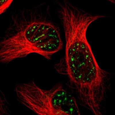 Immunocytochemistry/Immunofluorescence: BRD1 Antibody [NBP1-88351] - Immunofluorescent staining of human cell line U-2 OS shows localization to nuclear speckles. Antibody staining is shown in green.