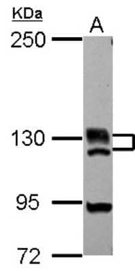 Western Blot BRD1 Antibody