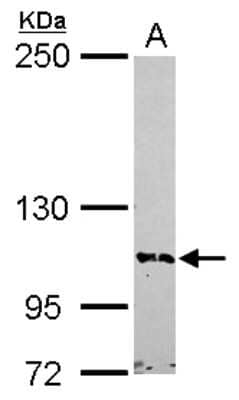 Western Blot BRD1 Antibody