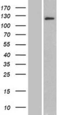 Western Blot BRD1 Overexpression Lysate