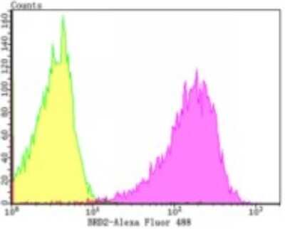 Flow Cytometry: BRD2 Antibody (JG40-42) [NBP2-75422] - Analysis of 293T cells with BRD2 antibody at 1/100 dilution (purple) compared with an unlabelled control (cells without incubation with primary antibody; yellow).  Alexa Fluor 488-conjugated goat anti-rabbit IgG was used as the secondary antibody.