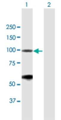 Western Blot: BRD2 Antibody [H00006046-B01P] - Analysis of BRD2 expression in transfected 293T cell line by BRD2 polyclonal antibody.  Lane 1: BRD2 transfected lysate(88.11 KDa). Lane 2: Non-transfected lysate.
