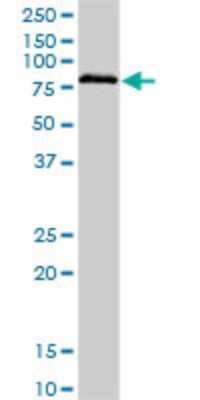 Western Blot: BRD3 Antibody (6C10) [H00008019-M03] - Analysis of BRD3 expression in human kidney.