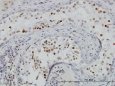 Immunohistochemistry-Paraffin: BRD3 Antibody (6E7) [H00008019-M01] - Analysis of monoclonal antibody to BRD3 on formalin-fixed paraffin-embedded human testis. Antibody concentration 3 ug/ml.