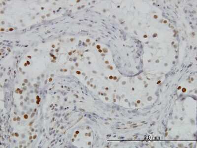 Immunohistochemistry-Paraffin: BRD3 Antibody (6F3) [H00008019-M04] - Analysis of monoclonal antibody to BRD3 on formalin-fixed paraffin-embedded human testis. Antibody concentration 3 ug/ml