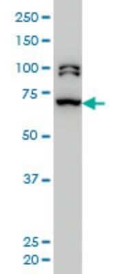 Western Blot: BRD3 Antibody (6F3) [H00008019-M04] - Analysis of BRD3 expression in Hela S3 NE (Cat # L013V3).