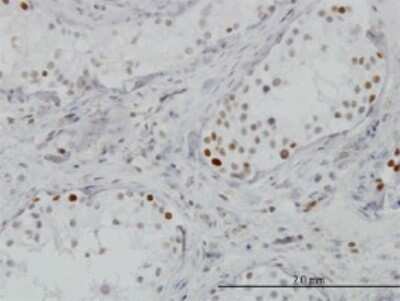 Immunohistochemistry-Paraffin: BRD3 Antibody (7G6) [H00008019-M02] - Analysis of monoclonal antibody to BRD3 on formalin-fixed paraffin-embedded human testis. Antibody concentration 3 ug/ml.