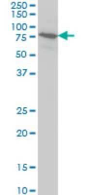 Western Blot: BRD3 Antibody (7G6) [H00008019-M02] - BRD3 monoclonal antibody (M02), clone 7G6 Analysis of BRD3 expression in HeLa.