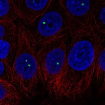 Immunocytochemistry/ Immunofluorescence BRD3 Antibody