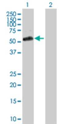 Western Blot: BRD3 Antibody [H00008019-D01P] - Analysis of BRD3 expression in transfected 293T cell line by BRD3 polyclonal antibody.Lane 1: BRD3 transfected lysate(60.90 KDa).Lane 2: Non-transfected lysate.