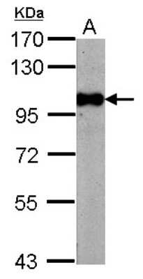 Western Blot: BRD3 Antibody [NBP2-15612] - Sample (20 ug of whole cell lysate) A: mouse Liver 7. 5% SDS PAGE gel, diluted at 1:20000.