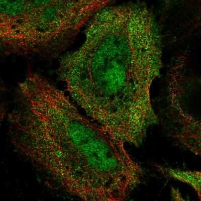 Immunocytochemistry/Immunofluorescence: BRD7 Antibody [NBP2-59009] - Staining of human cell line U-2 OS shows localization to nucleoplasm & cytosol. Antibody staining is shown in green.