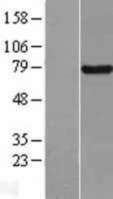 Western Blot: BRD7 Overexpression Lysate (Adult Normal) [NBL1-08024] Left-Empty vector transfected control cell lysate (HEK293 cell lysate); Right -Over-expression Lysate for BRD7.
