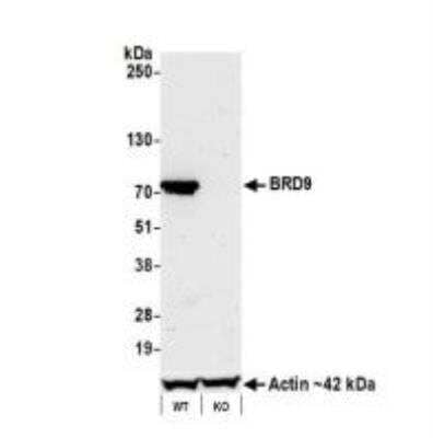 Western Blot: BRD9 Antibody (BLR153J) [NBP3-14730] - Whole cell lysate (50 ug) prepared using NETN buffer fromJurkat cells (WT and KO). Antibody: Rabbit anti-BRD9recombinant monoclonal antibody [BLR153J] used at 1:1000. Secondary: HRP-conjugated goat antirabbit IgG. Chemiluminescence with an exposure time of 3 minutes. Lower Panel: Rabbit anti-Actin recombinant monoclonal antibody [BLR057F]. 