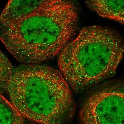 Immunocytochemistry/ Immunofluorescence BRDG1/STAP-1 Antibody - BSA Free