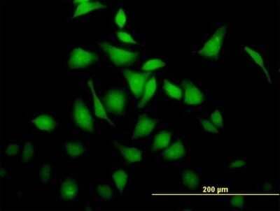 Immunocytochemistry/Immunofluorescence: BRE Antibody [H00009577-B01P] - Analysis of purified antibody to BRE on HeLa cell. (antibody concentration 10 ug/ml)