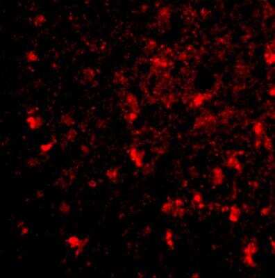 Immunocytochemistry/Immunofluorescence: BRE Antibody [NBP1-76830] - Immunofluorescence of BRCC45 in human brain tissue with BRCC45 antibody at 20 ug/mL.