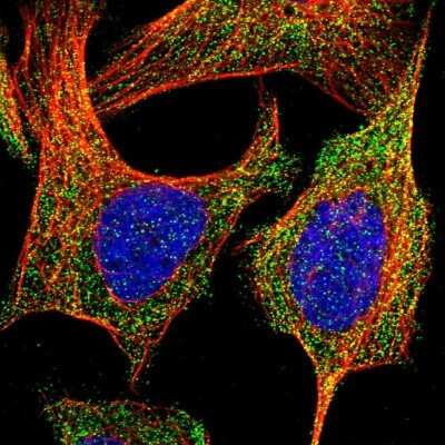 Immunocytochemistry/Immunofluorescence: BRE Antibody [NBP1-88359] - Immunofluorescent staining of human cell line U-2 OS shows localization to cytosol.