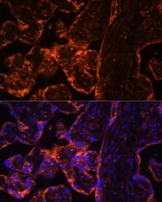 Immunohistochemistry: BRE Antibody [NBP2-92866] - Analysis of human placenta using BRE . Blue: DAPI for nuclear staining.