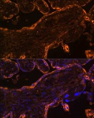 Immunohistochemistry: BRE Antibody [NBP2-92866] - Analysis of human placenta using BRE . Blue: DAPI for nuclear staining.