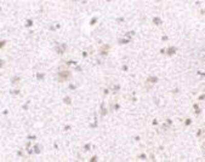 Immunohistochemistry-Paraffin: BRE Antibody [NBP1-76830] - Human brain tissue with BRE antibody at 2.5 ug/ml.