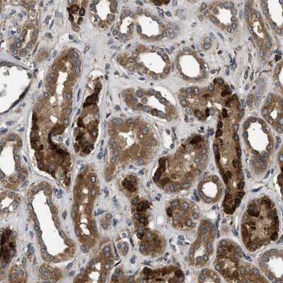 Immunohistochemistry-Paraffin: BRE Antibody [NBP1-88359] - Staining of human kidney shows strong positivity in tubules.