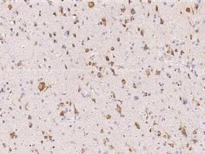 Immunohistochemistry-Paraffin: BRE Antibody [NBP2-99253] - Immunochemical staining BRE in human brain with rabbit polyclonal antibody (1:1000, formalin-fixed paraffin embedded sections).