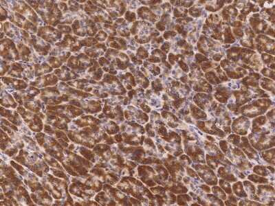 Immunohistochemistry-Paraffin: BRE Antibody [NBP2-99253] - Immunochemical staining BRE in human pancreas with rabbit polyclonal antibody (1:1000, formalin-fixed paraffin embedded sections).