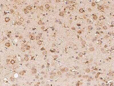 Immunohistochemistry-Paraffin: BRE Antibody [NBP2-99253] - Immunochemical staining BRE in mouse brain with rabbit polyclonal antibody (1:1000, formalin-fixed paraffin embedded sections).