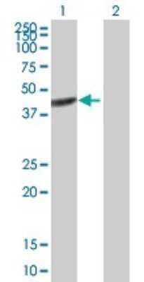 Western Blot: BRE Antibody [H00009577-B01P] - Analysis of BRE expression in transfected 293T cell line by BRE polyclonal antibody.  Lane 1: BRE transfected lysate(45.65 KDa). Lane 2: Non-transfected lysate.