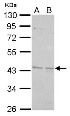 Western Blot: BRE Antibody [NBP1-32304] - A. 30 ug 293T whole cell lysate/extract, B. 30 ug A431 whole cell lysate/extract 10 % SDS-PAGE gel, antibody dilution 1:1000.