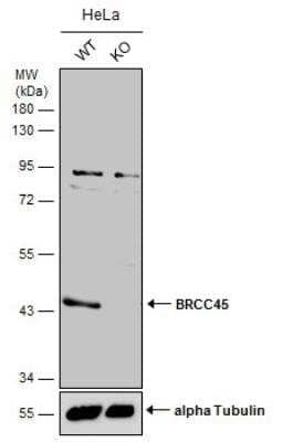 Knockout Validated: BRE Antibody [NBP1-32304] - Wild-type (WT) and BRCC45 knockout (KO) HeLa cell extracts (30 ug) were separated by 10% SDS-PAGE, and the membrane was blotted with BRCC45 antibody. The HRP-conjugated anti-rabbit IgG antibody was used to detect the primary antibody, and the signal was developed with Trident ECL plus-Enhanced.