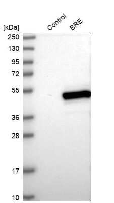 Western Blot: BRE Antibody [NBP1-88359] - Analysis in control (vector only transfected HEK293T lysate) and BRE over-expression lysate (Co-expressed with a C-terminal myc-DDK tag (3.1 kDa) in mammalian HEK293T cells).