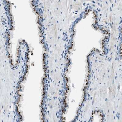 Immunohistochemistry-Paraffin: BRICD5 Antibody [NBP1-81171] - Staining of human prostate shows strong cytoplasmic positivity, with a granular pattern, in glandular cells.
