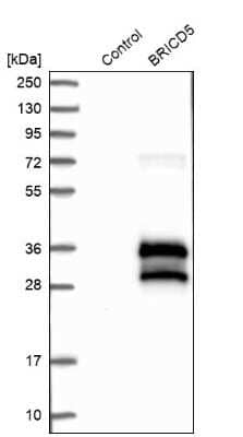 Western Blot: BRICD5 Antibody [NBP1-81171] - Analysis in control (vector only transfected HEK293T lysate) and BRICD5 over-expression lysate (Co-expressed with a C-terminal myc-DDK tag (3.1 kDa) in mammalian HEK293T cells).