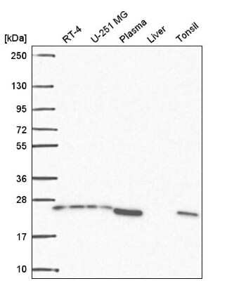 Western Blot BRICD5 Antibody - BSA Free