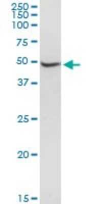 Western Blot: BRIX Antibody [H00055299-D01P] - Analysis of BXDC2 expression in MCF-7.