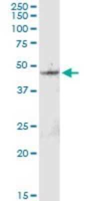 Western Blot: BRIX Antibody [H00055299-D01P] - Analysis of BXDC2 expression in mouse liver.